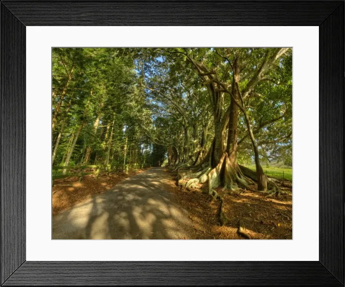 Framed Print : The Moreton Bay fig-trees that line New Farm road on Norfolk Island Framed Print : The Moreton Bay fig-trees that line New Farm road on Norfolk Island