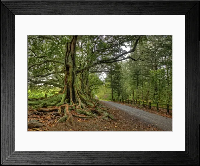 Framed Print : The Moreton Bay fig-trees that line New Farm road on Norfolk Island Framed Print : The Moreton Bay fig-trees that line New Farm road on Norfolk Island