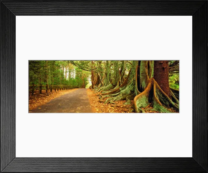 Framed Print : The Moreton Bay fig-trees that line New Farm road on Norfolk Island Framed Print : The Moreton Bay fig-trees that line New Farm road on Norfolk Island