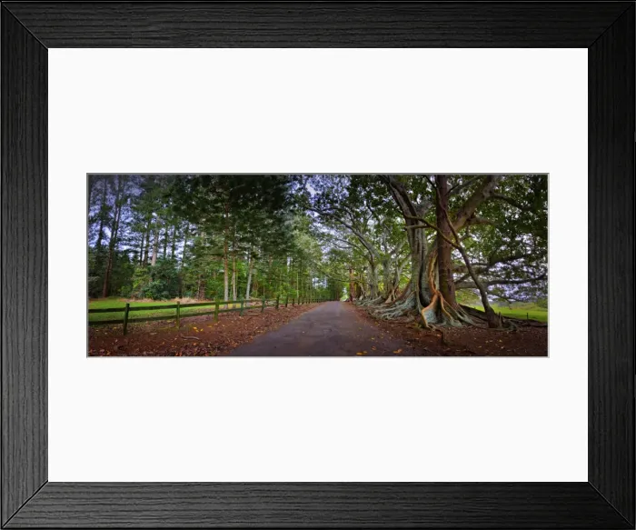 Framed Print : The Moreton Bay fig-trees that line New Farm road on Norfolk Island