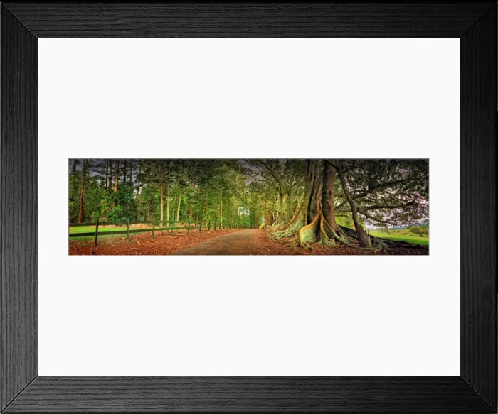 Framed Print : The Moreton Bay fig-trees that line New Farm road on Norfolk Island Framed Print : The Moreton Bay fig-trees that line New Farm road on Norfolk Island