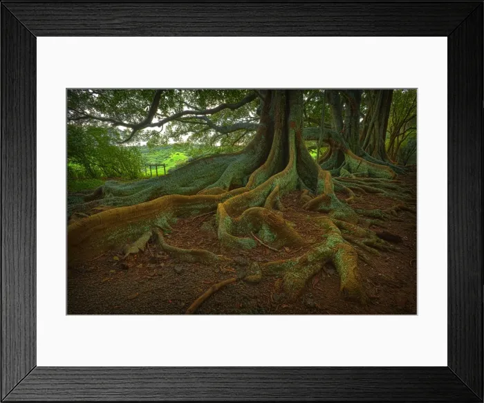 Framed Print : The Moreton Bay fig-trees that line New Farm road on Norfolk Island Framed Print : The Moreton Bay fig-trees that line New Farm road on Norfolk Island