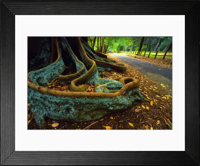 Framed Print : The Moreton Bay fig-trees that line New Farm road on Norfolk Island Framed Print : The Moreton Bay fig-trees that line New Farm road on Norfolk Island