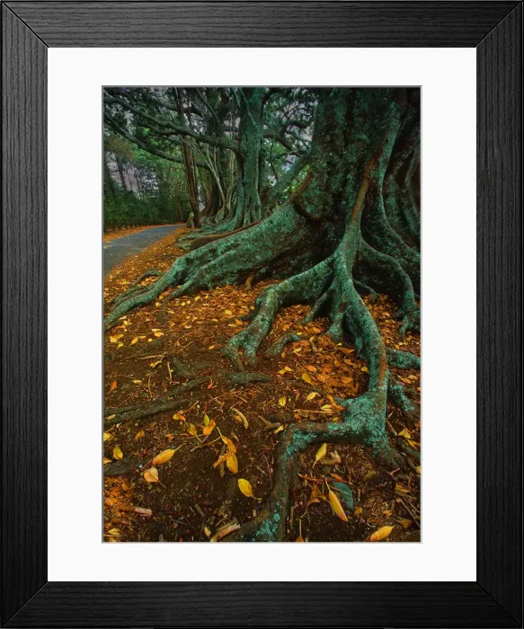 Framed Print : The Moreton Bay fig-trees that line New Farm road on Norfolk Island Framed Print : The Moreton Bay fig-trees that line New Farm road on Norfolk Island