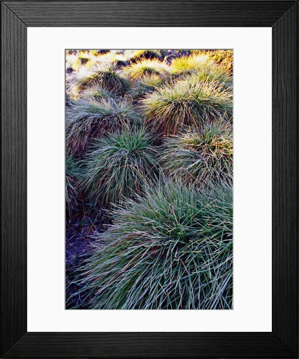 Framed Print : Dawn light on Button Grass, Cradle mountain, central Tasmania Framed Print : Dawn light on Button Grass, Cradle mountain, central Tasmania