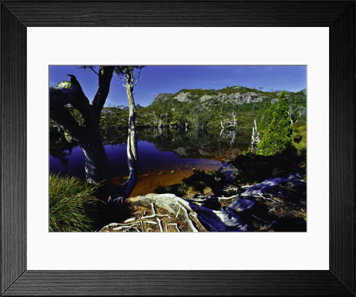 Framed Print : Currawong in tree, Wombat pool, Cradle mountain national park, central Tasmania
