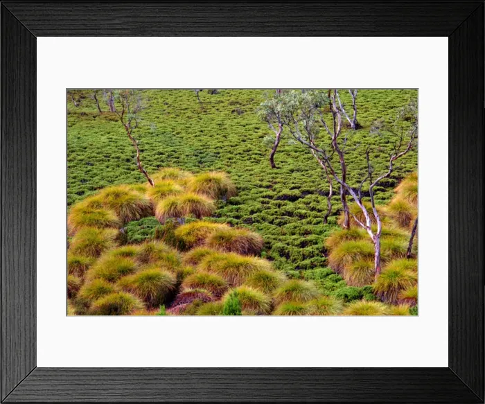 Framed Print : Coral ferns, Cradle mountain, central Tasmania