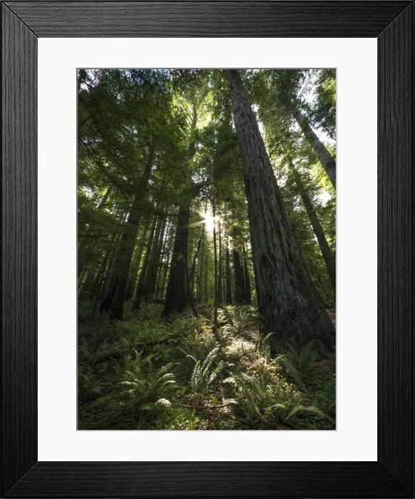 Framed Print : Jedediah State Park, Oregon, United States Framed Print : Jedediah State Park, Oregon, United States