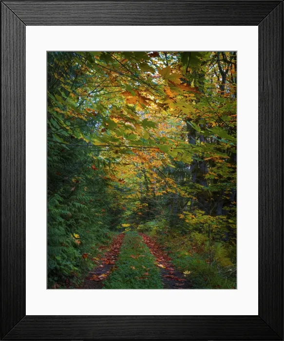 Framed Print : Elwha Valley, Washington State, United States Framed Print : Elwha Valley, Washington State, United States