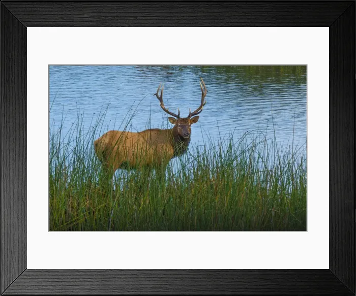 Framed Print : Grazing Elk, early morning, Smith River, Oregon, United States Framed Print : Grazing Elk, early morning, Smith River, Oregon, United States