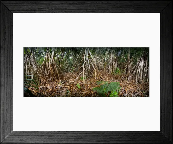 Framed Print : Lord Howe Island, majestic and scenically wonderful, is part of New South Wales, Australia Framed Print : Lord Howe Island, majestic and scenically wonderful, is part of New South Wales, Australia