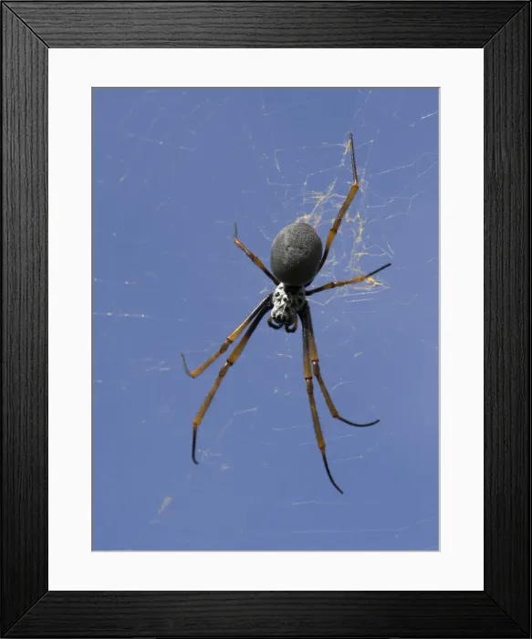 Framed Print : Orb spider, Lord Howe Island, majestic and scenically wonderful, is part of New South Wales, Australia