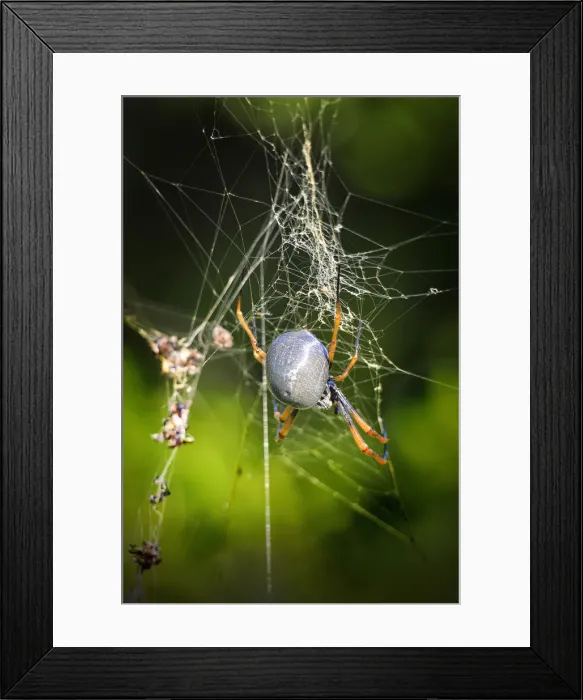 Framed Print : Orb spider, Lord Howe Island, majestic and scenically wonderful, is part of New South Wales, Australia