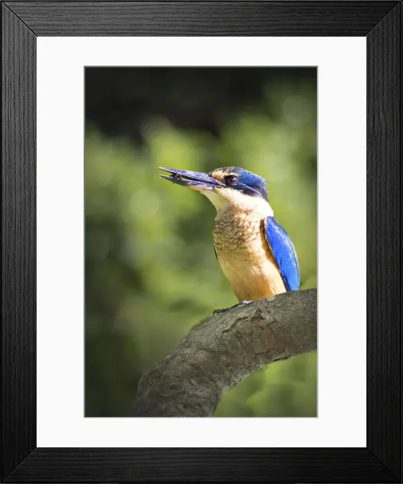 Framed Print : Kingfishers, found on Lord Howe Island, majestic and scenically wonderful, is part of New South Wales, Australia Framed Print : Kingfishers, found on Lord Howe Island, majestic and scenically wonderful, is part of New South Wales, Australia