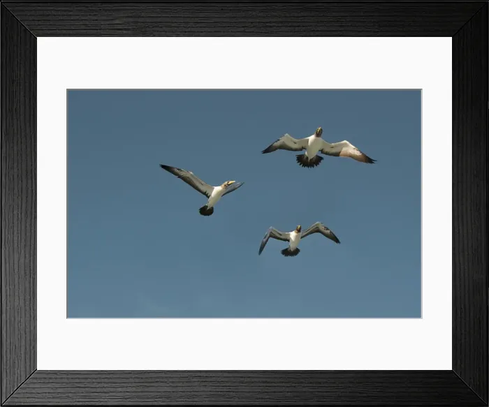 Framed Print : Masked Boobies flying over Lord Howe Island, majestic and scenically wonderful, is part of New South Wales, Australia Framed Print : Masked Boobies flying over Lord Howe Island, majestic and scenically wonderful, is part of New South Wales, Australia