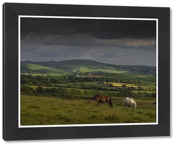 Wild ponies up in the hills of Dartmoor, Devon, England