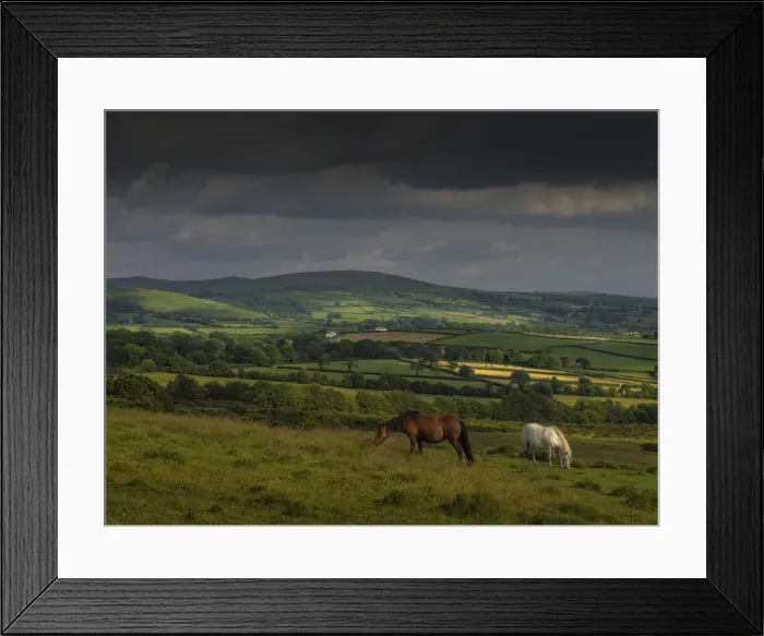 Framed Print : Wild ponies up in the hills of Dartmoor, Devon, England