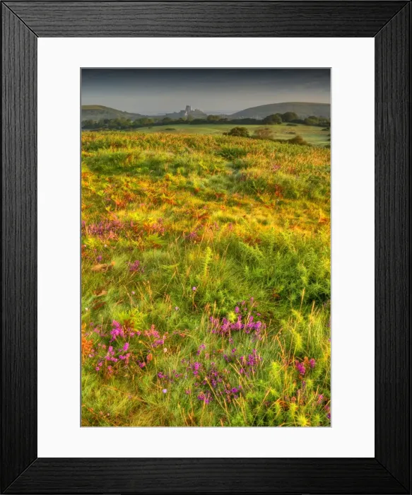 Framed Print : A countryside view near Corfe Castle, Isle of Purbeck, Dorset, England