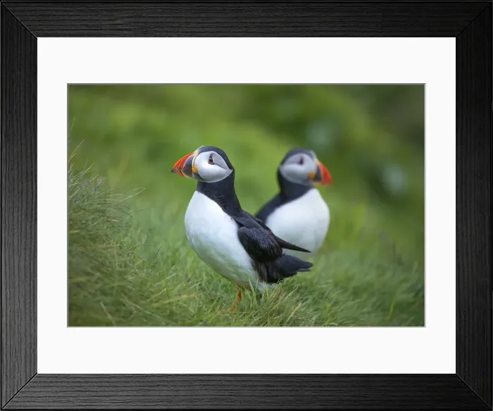 Framed Print : Atlantic Puffins (Fratercula arctica) Shetland Islands, Scotland, United Kingdom