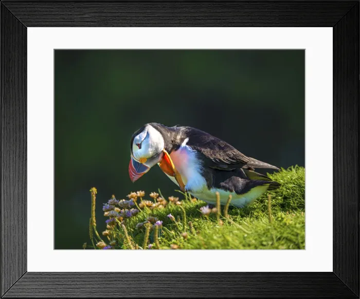 Framed Print : Atlantic Puffin (Fratercula arctica) Shetland Islands, Scotland, United Kingdom Framed Print : Atlantic Puffin (Fratercula arctica) Shetland Islands, Scotland, United Kingdom