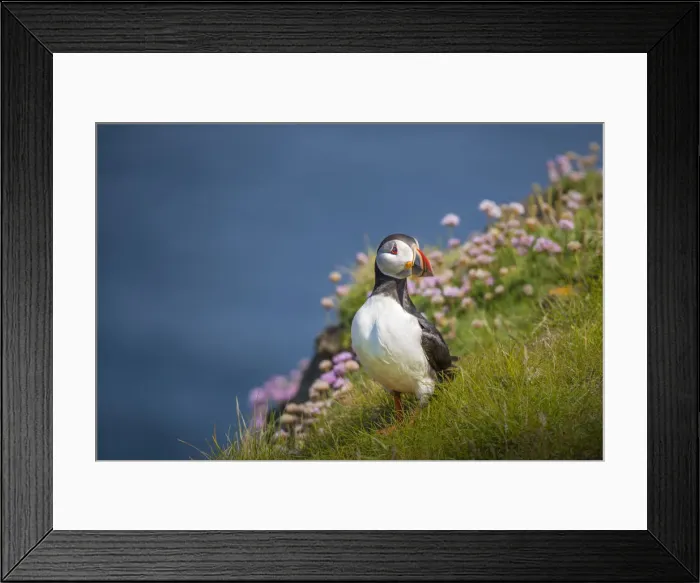 Framed Print : Atlantic Puffin (Fratercula arctica) Shetland Islands, Scotland, United Kingdom Framed Print : Atlantic Puffin (Fratercula arctica) Shetland Islands, Scotland, United Kingdom