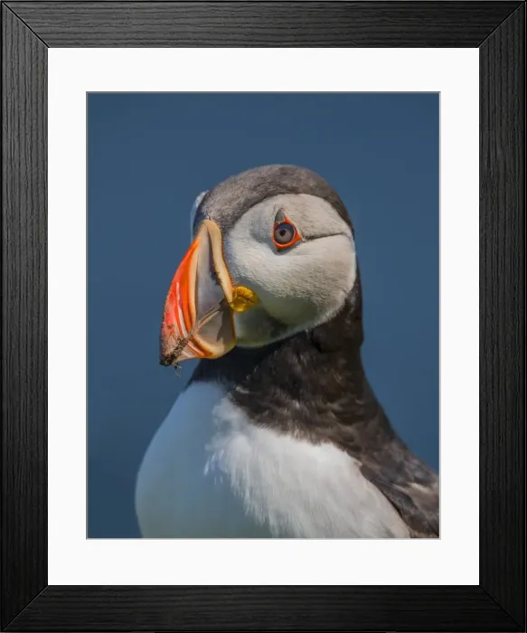 Framed Print : Atlantic Puffin (Fratercula arctica) Shetland Islands, Scotland, United Kingdom