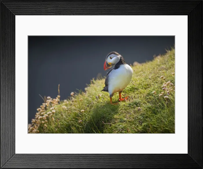 Framed Print : Atlantic Puffin (Fratercula arctica) Shetland Islands, Scotland, United Kingdom Framed Print : Atlantic Puffin (Fratercula arctica) Shetland Islands, Scotland, United Kingdom