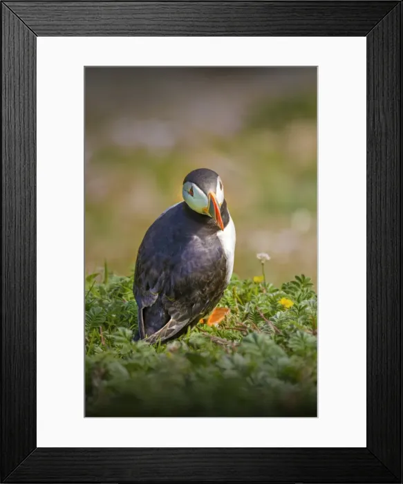 Framed Print : Atlantic Puffin (Fratercula arctica) Shetland Islands, Scotland, United Kingdom