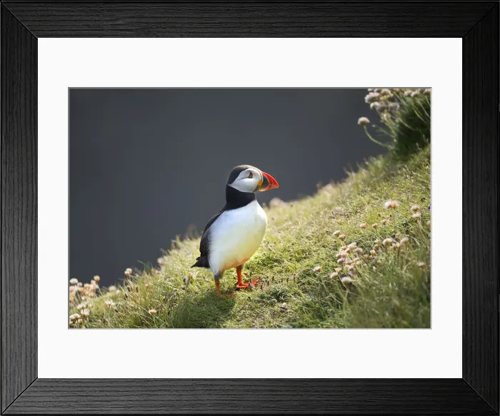 Framed Print : Atlantic Puffin (Fratercula arctica) Shetland Islands, Scotland, United Kingdom Framed Print : Atlantic Puffin (Fratercula arctica) Shetland Islands, Scotland, United Kingdom