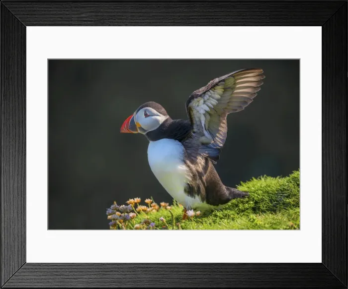 Framed Print : Atlantic Puffin (Fratercula arctica) Shetland Islands, Scotland, United Kingdom Framed Print : Atlantic Puffin (Fratercula arctica) Shetland Islands, Scotland, United Kingdom
