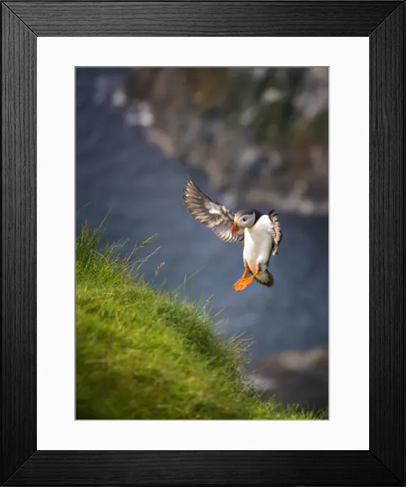 Framed Print : Atlantic Puffin (Fratercula arctica) Shetland Islands, Scotland, United Kingdom Framed Print : Atlantic Puffin (Fratercula arctica) Shetland Islands, Scotland, United Kingdom