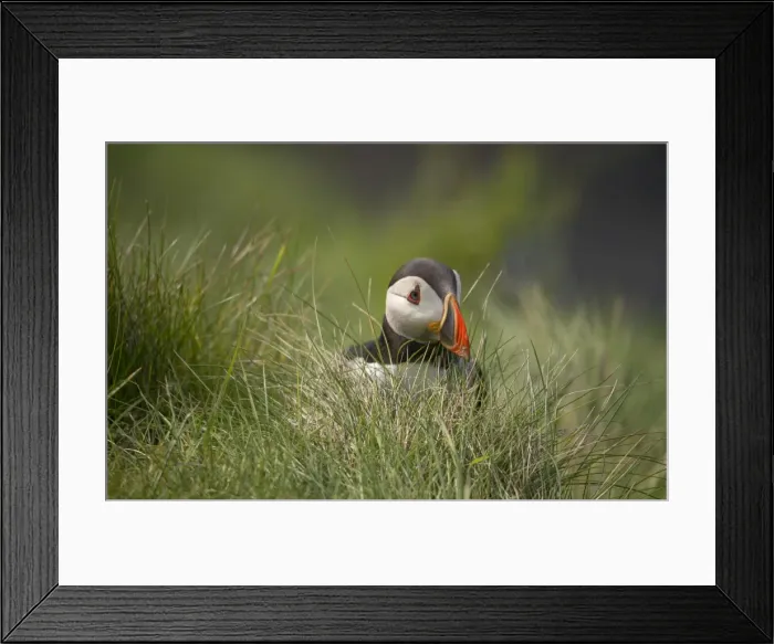 Framed Print : Atlantic Puffin (Fratercula arctica) Shetland Islands, Scotland, United Kingdom