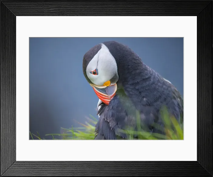 Framed Print : Atlantic Puffin (Fratercula arctica) Shetland Islands, Scotland, United Kingdom Framed Print : Atlantic Puffin (Fratercula arctica) Shetland Islands, Scotland, United Kingdom