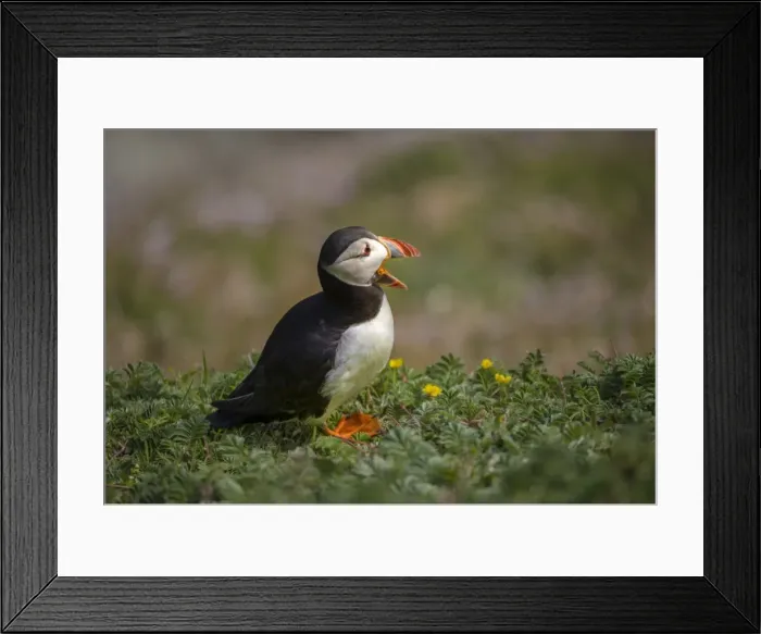 Framed Print : Atlantic Puffin (Fratercula arctica) Shetland Islands, Scotland