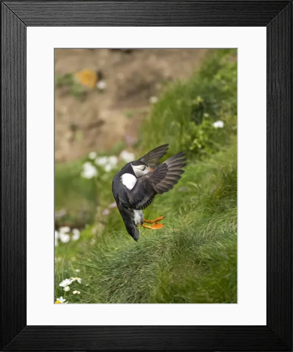 Framed Print : Atlantic Puffin (Fratercula arctica) Shetland Islands, Scotland, United Kingdom Framed Print : Atlantic Puffin (Fratercula arctica) Shetland Islands, Scotland, United Kingdom