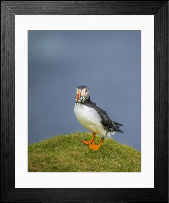 Framed Print : Atlantic Puffin (Fratercula arctica) Shetland Islands, Scotland, United Kingdom