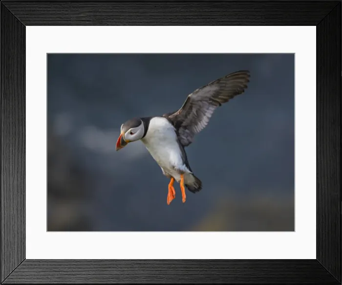 Framed Print : Atlantic Puffin (Fratercula arctica) Shetland Islands, Scotland, United Kingdom Framed Print : Atlantic Puffin (Fratercula arctica) Shetland Islands, Scotland, United Kingdom