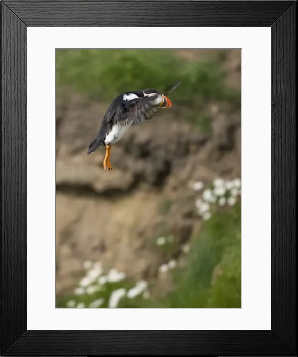 Framed Print : Atlantic Puffin (Fratercula arctica) Shetland Islands, Scotland, United Kingdom Framed Print : Atlantic Puffin (Fratercula arctica) Shetland Islands, Scotland, United Kingdom