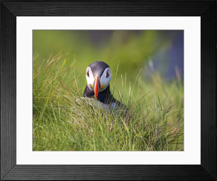 Framed Print : Atlantic Puffin (Fratercula arctica) Shetland Islands, Scotland, United Kingdom Framed Print : Atlantic Puffin (Fratercula arctica) Shetland Islands, Scotland, United Kingdom