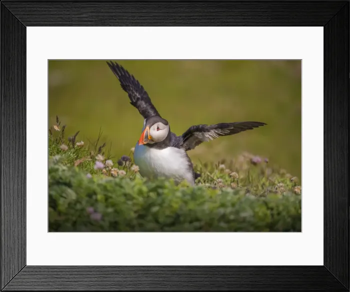 Framed Print : Atlantic Puffin (Fratercula arctica) Shetland Islands, Scotland, United Kingdom Framed Print : Atlantic Puffin (Fratercula arctica) Shetland Islands, Scotland, United Kingdom