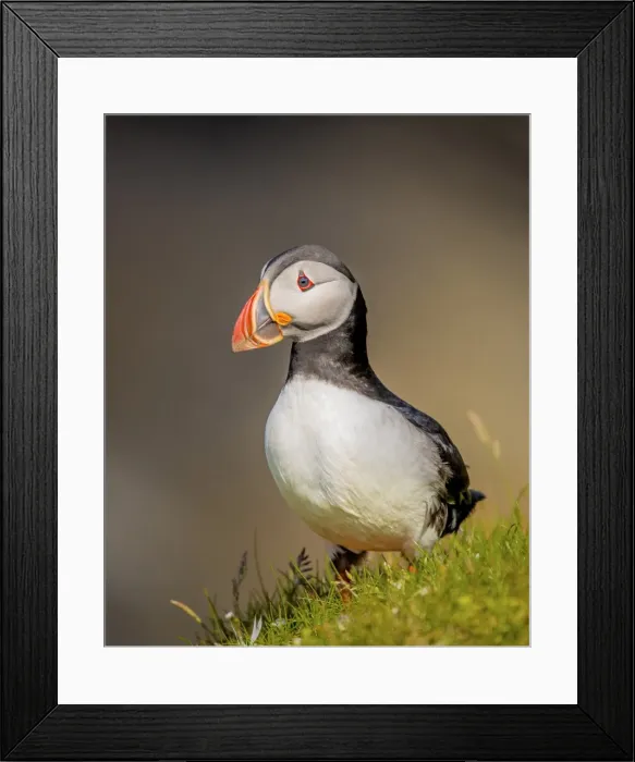 Framed Print : Atlantic Puffin (Fratercula arctica) Shetland Islands, Scotland, United Kingdom Framed Print : Atlantic Puffin (Fratercula arctica) Shetland Islands, Scotland, United Kingdom