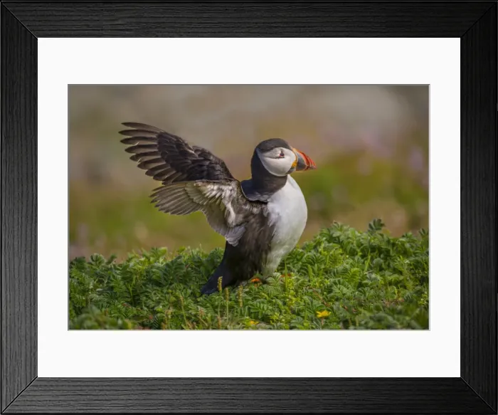 Framed Print : Atlantic Puffin (Fratercula arctica) Shetland Islands, Scotland, United Kingdom