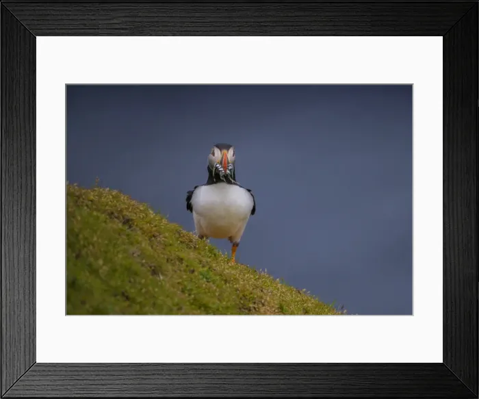 Framed Print : Atlantic Puffin (Fratercula arctica) Shetland Islands, Scotland, United Kingdom