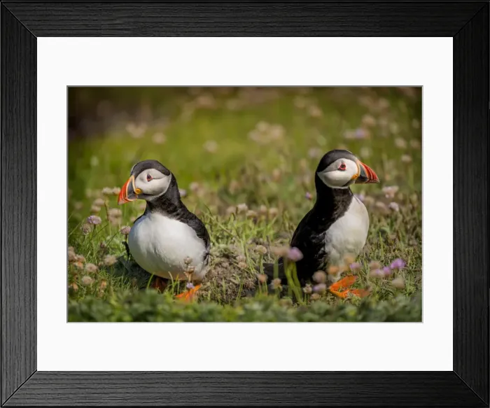 Framed Print : Atlantic Puffins (Fratercula arctica) Shetland Islands, Scotland, United Kingdom Framed Print : Atlantic Puffins (Fratercula arctica) Shetland Islands, Scotland, United Kingdom