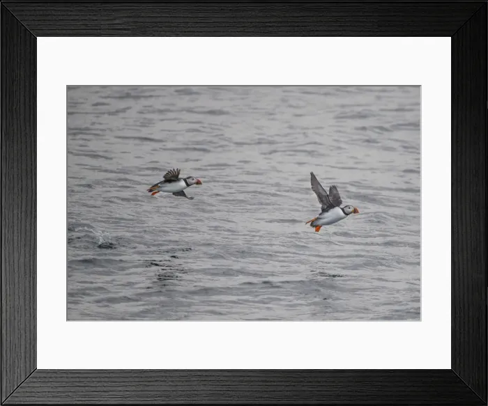 Framed Print : Atlantic Puffins (Fratercula arctica) Shetland Islands, Scotland, United Kingdom Framed Print : Atlantic Puffins (Fratercula arctica) Shetland Islands, Scotland, United Kingdom