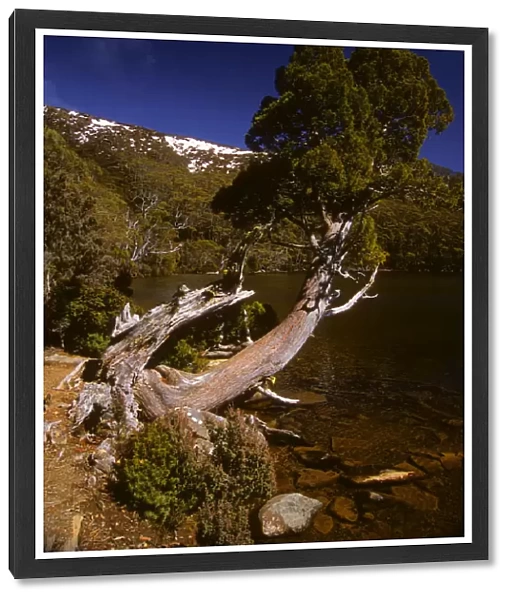 Athrotaxis selaginoides Pine tree found in the higher altitudes and alpine areas of Tasmania, australia