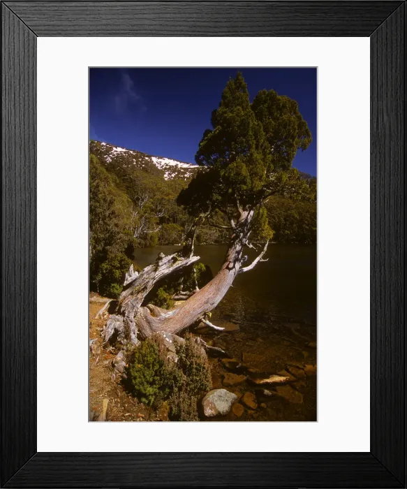 Framed Print : Athrotaxis selaginoides Pine tree found in the higher altitudes and alpine areas of Tasmania, australia Framed Print : Athrotaxis selaginoides Pine tree found in the higher altitudes and alpine areas of Tasmania, australia