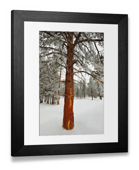 Framed Print : Bryce Canyon National park with a winter covering of snow, Utah, south west United States