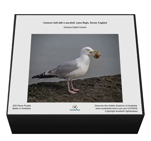 Common Gull with a sea-shell, Lyme Regis, Dorset, England