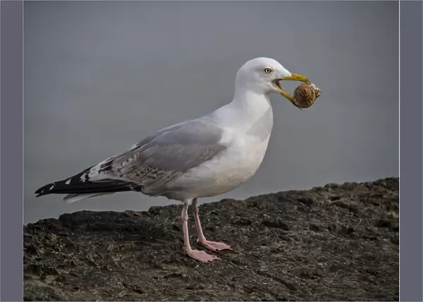 Common Gull with a sea-shell, Lyme Regis, Dorset, England